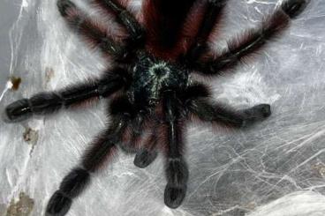 Spiders and Scorpions kaufen und verkaufen Photo: 0,1 Caribena versicolor adult Spiders and Scorpions kaufen und verkaufen Photo: 0,1 Caribena versicolor adult