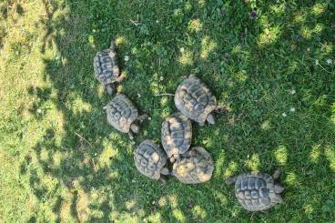 Sumpfschildkröten kaufen und verkaufen Foto: Griechische Landschildkröten Sumpfschildkröten kaufen und verkaufen Foto: Griechische Landschildkröten