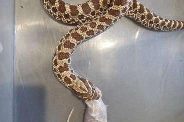 Snakes kaufen und verkaufen Photo: Hakennasennattern abzugeben Snakes kaufen und verkaufen Photo: Hakennasennattern abzugeben