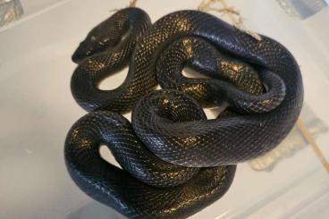 Colubrids kaufen und verkaufen Photo: Lamprophis Fuliginosus zu Abgabe Colubrids kaufen und verkaufen Photo: Lamprophis Fuliginosus zu Abgabe