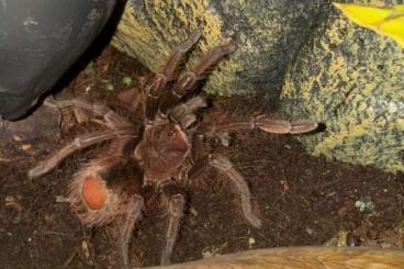 - bird spiders kaufen und verkaufen Photo: THERAPHOSA APOPHYSIS W ausgewachsen - bird spiders kaufen und verkaufen Photo: THERAPHOSA APOPHYSIS W ausgewachsen
