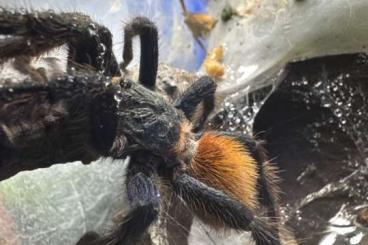 - bird spiders kaufen und verkaufen Photo: Chromatopelma cyaneopubescens M - bird spiders kaufen und verkaufen Photo: Chromatopelma cyaneopubescens M