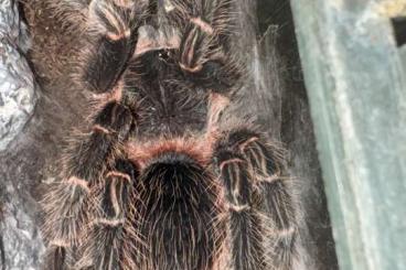 - bird spiders kaufen und verkaufen Photo: Lasiodora parahybana W fast ausgewachsen - bird spiders kaufen und verkaufen Photo: Lasiodora parahybana W fast ausgewachsen