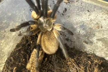 - bird spiders kaufen und verkaufen Photo: Monocentropus balfouri W ausgewachsen - bird spiders kaufen und verkaufen Photo: Monocentropus balfouri W ausgewachsen