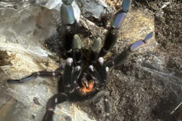 - bird spiders kaufen und verkaufen Photo: Psalmopoeus irminia W ausgewachsen - bird spiders kaufen und verkaufen Photo: Psalmopoeus irminia W ausgewachsen