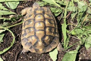 Tortoises kaufen und verkaufen Photo: Testudo hermanni Männchen aus 2013 Tortoises kaufen und verkaufen Photo: Testudo hermanni Männchen aus 2013