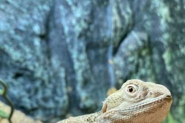 Andere Agamen kaufen und verkaufen Foto: Zwergbartagame „Sisi“ mit Terrarium & Zubehör Andere Agamen kaufen und verkaufen Foto: Zwergbartagame „Sisi“ mit Terrarium & Zubehör