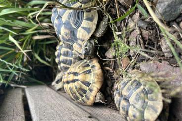 Schildkröten kaufen und verkaufen Foto: Landschildkröten Testudo hermanni Schildkröten kaufen und verkaufen Foto: Landschildkröten Testudo hermanni