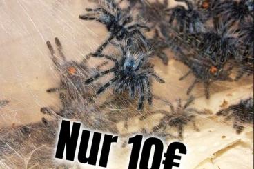 - bird spiders kaufen und verkaufen Photo: Caribena Versicolor 0.0.200 Deutsche Nachzucht Euskirchen. Nähe Köln - bird spiders kaufen und verkaufen Photo: Caribena Versicolor 0.0.200 Deutsche Nachzucht Euskirchen. Nähe Köln