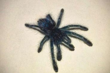 Vogelspinnen kaufen und verkaufen Photo: Caribena Versicolor 0.0.163 Versand möglich. Eigene Nachzucht