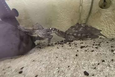 Turtles kaufen und verkaufen Photo: Höckerschildkröte wasserschildkröte Turtles kaufen und verkaufen Photo: Höckerschildkröte wasserschildkröte