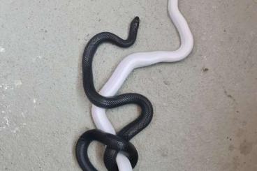 Snakes kaufen und verkaufen Photo: L. nigrita Lindheimerii het./leuzist Snakes kaufen und verkaufen Photo: L. nigrita Lindheimerii het./leuzist