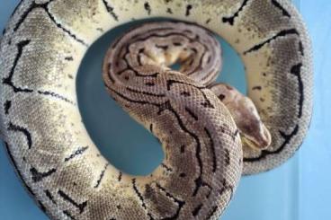 Königspythons kaufen und verkaufen Foto: Königspython abzugeben (M)