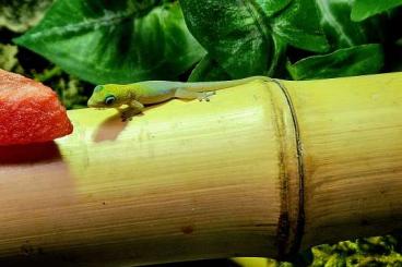Geckos kaufen und verkaufen Foto: Verkaufe Goldstaubtaggecko Jungtiere Geckos kaufen und verkaufen Foto: Verkaufe Goldstaubtaggecko Jungtiere