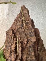 Bild 7/8