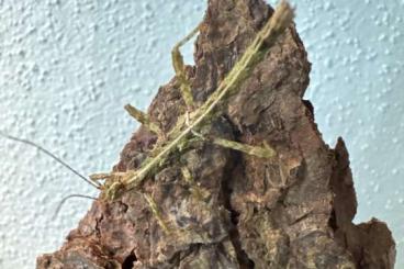 Insekten kaufen und verkaufen Foto: Philippinische Gespenstschrecken abzugeben