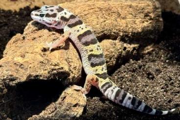 Geckos kaufen und verkaufen Foto: Leopardengecko Dame Kiri mit einer wunderschönen Färbung Geckos kaufen und verkaufen Foto: Leopardengecko Dame Kiri mit einer wunderschönen Färbung