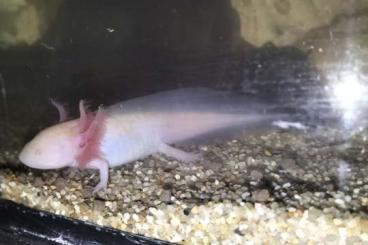 Schwanzlurche kaufen und verkaufen Foto: Axolotl Nachwuchs sucht neues Zuhause - Ambystoma mexicanum Schwanzlurche kaufen und verkaufen Foto: Axolotl Nachwuchs sucht neues Zuhause - Ambystoma mexicanum