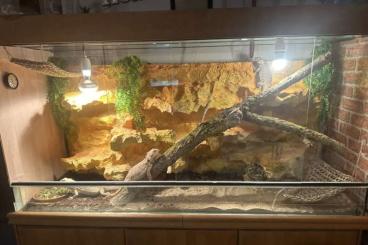 Bartagamen kaufen und verkaufen Foto: Bartagamen abzugeben Bartagamengruppe mit Terrarium Bartagamen kaufen und verkaufen Foto: Bartagamen abzugeben Bartagamengruppe mit Terrarium