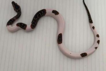 Pythons kaufen und verkaufen Photo: Pied Bald Tigerpythons 100% Hetero Caramel Pythons kaufen und verkaufen Photo: Pied Bald Tigerpythons 100% Hetero Caramel