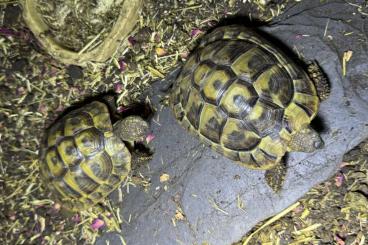 Tortoises kaufen und verkaufen Photo: Griechische Landschildkröten -Duo sucht neues Zuhause Tortoises kaufen und verkaufen Photo: Griechische Landschildkröten -Duo sucht neues Zuhause