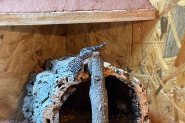 Geckos kaufen und verkaufen Foto: 3 Geckos mit Terrarium zu verkaufen Geckos kaufen und verkaufen Foto: 3 Geckos mit Terrarium zu verkaufen