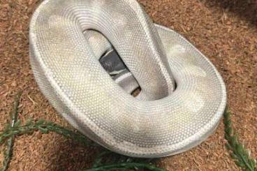 Königspythons kaufen und verkaufen Foto: Couple adulte prêt Top générique Königspythons kaufen und verkaufen Foto: Couple adulte prêt Top générique