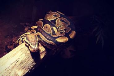 Königspythons kaufen und verkaufen Foto: Königspython (Python Regius) Königspythons kaufen und verkaufen Foto: Königspython (Python Regius)