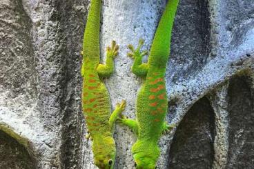 Geckos kaufen und verkaufen Foto: 1.3 Gruppe Phelsuma Grandis mit Terrarium Komplett Anlage Geckos kaufen und verkaufen Foto: 1.3 Gruppe Phelsuma Grandis mit Terrarium Komplett Anlage