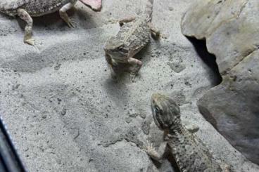 Bartagamen kaufen und verkaufen Foto: 1.2 Pogona Henrylawsoni Adult Zwergbartagame inkl. Terrarium