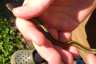 Snakes kaufen und verkaufen Photo: Strumpfbandnatter Babys Thamnophis Hybriden besser als Kornnattern Snakes kaufen und verkaufen Photo: Strumpfbandnatter Babys Thamnophis Hybriden besser als Kornnattern