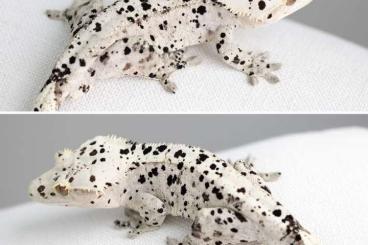 Geckos kaufen und verkaufen Photo: Crested Gecko pale base ink spot dalmatian Geckos kaufen und verkaufen Photo: Crested Gecko pale base ink spot dalmatian