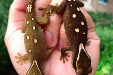 Geckos kaufen und verkaufen Photo: Correlophus sarasinorum white collar Geckos kaufen und verkaufen Photo: Correlophus sarasinorum white collar