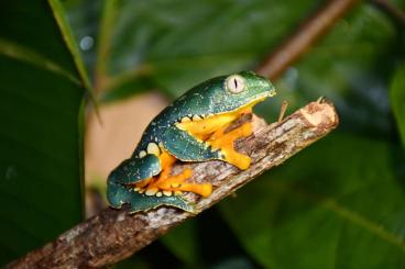 frogs kaufen und verkaufen Photo: SEARCH Cruziohyla craspedopus frogs kaufen und verkaufen Photo: SEARCH Cruziohyla craspedopus