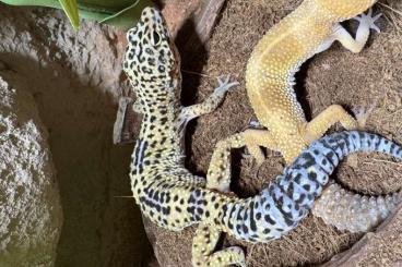 Geckos kaufen und verkaufen Photo: !! Leopardgeckos dringend abzugeben !! Adult und Jungtiere Geckos kaufen und verkaufen Photo: !! Leopardgeckos dringend abzugeben !! Adult und Jungtiere