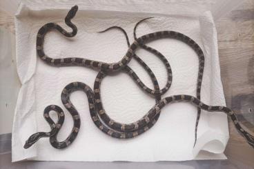 Colubrids kaufen und verkaufen Photo: 0.0.3 Kornnattern abzugeben Colubrids kaufen und verkaufen Photo: 0.0.3 Kornnattern abzugeben