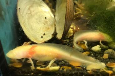 Schwanzlurche kaufen und verkaufen Foto: Junge Axolotl - Ambystoma mexicanum – abzugeben. Schwanzlurche kaufen und verkaufen Foto: Junge Axolotl - Ambystoma mexicanum – abzugeben.