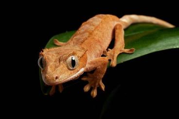 Geckos kaufen und verkaufen Photo: 2 Kronengeckos inklusive Terrarium & Einrichtung Geckos kaufen und verkaufen Photo: 2 Kronengeckos inklusive Terrarium & Einrichtung