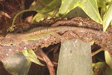 Lizards kaufen und verkaufen Photo: Anolis Rocket Summus Nachzucht v. 23.5.25 Lizards kaufen und verkaufen Photo: Anolis Rocket Summus Nachzucht v. 23.5.25