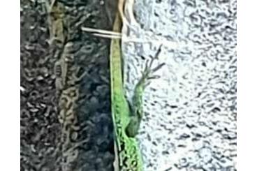 Echsen  kaufen und verkaufen Photo: Anolis Rocket Summus männlich