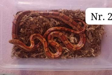 Colubrids kaufen und verkaufen Photo: Ich verkaufe 1 oder 2 Kornnattern mit oder ohne Terrarium Colubrids kaufen und verkaufen Photo: Ich verkaufe 1 oder 2 Kornnattern mit oder ohne Terrarium