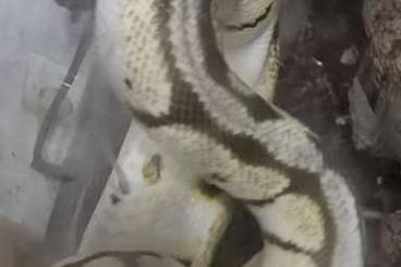 Königspythons kaufen und verkaufen Foto: Vend 2 Python morph femelle Königspythons kaufen und verkaufen Foto: Vend 2 Python morph femelle