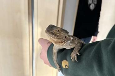 Bartagamen kaufen und verkaufen Foto: Gesunde ca. 4 Jahre alte Bartagame Bartagamen kaufen und verkaufen Foto: Gesunde ca. 4 Jahre alte Bartagame