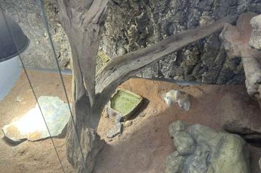 Bartagamen kaufen und verkaufen Photo: Gesunde ca. 4 Jahre alte Bartagame inkl. Terrarium und Zubehör Bartagamen kaufen und verkaufen Photo: Gesunde ca. 4 Jahre alte Bartagame inkl. Terrarium und Zubehör