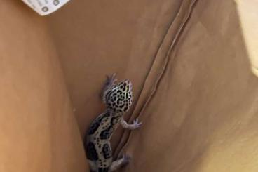 Geckos kaufen und verkaufen Foto: 2 gesunde Leopardengeckos 