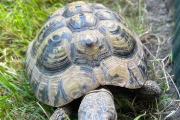 Landschildkröten kaufen und verkaufen Foto: Griechische Landschildkröten, Testudo Hermanni Landschildkröten kaufen und verkaufen Foto: Griechische Landschildkröten, Testudo Hermanni
