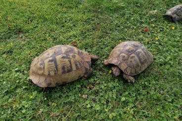 Landschildkröten kaufen und verkaufen Foto: 3x T. hermanni, 2W 1M, Weibchen Wildfänge aus den 60ern Landschildkröten kaufen und verkaufen Foto: 3x T. hermanni, 2W 1M, Weibchen Wildfänge aus den 60ern