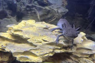 Newts kaufen und verkaufen Photo: Axolotl und bei Bedarf Aquarium abzugeben Newts kaufen und verkaufen Photo: Axolotl und bei Bedarf Aquarium abzugeben