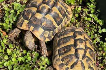 Landschildkröten kaufen und verkaufen Foto: Griechische Landschildkröten (m/w) mit EG-Papieren Landschildkröten kaufen und verkaufen Foto: Griechische Landschildkröten (m/w) mit EG-Papieren