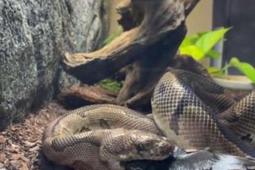 Königspythons kaufen und verkaufen Foto: Königspython Werner sucht ein neues liebevolles Zuhause Königspythons kaufen und verkaufen Foto: Königspython Werner sucht ein neues liebevolles Zuhause